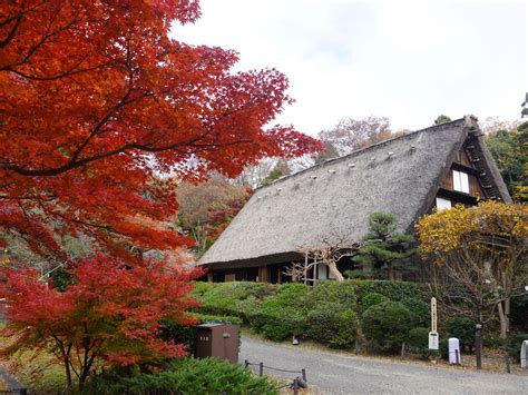 東山動植物園 もみじ狩り 【公式】名古屋市観光情報「名古屋コンシェルジュ」