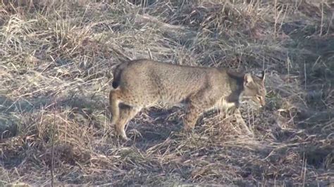 Missouri Bobcat Youtube