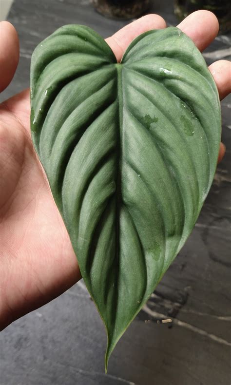 Philodendron Sp Colombia Silver Furniture Home Living Gardening