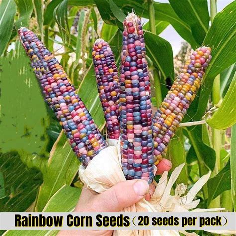 Good Quality Hybrid Rainbow Corn Seeds Organic Vegetable Seeds Fruit