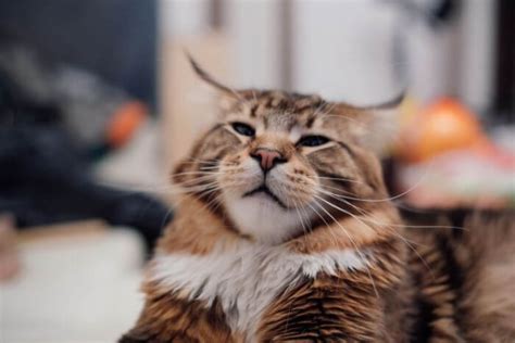 Onsior For Cats Overview Dosage And Side Effects
