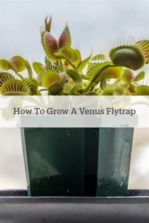 How To Grow And Care For Venus Flytrap In Venus Fly Trap Unique