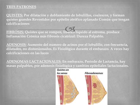 Anatomia E Histologia De La Mama