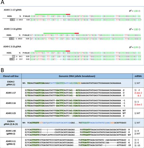 Genomic And Transcript Analyses Of A Clonal Cell Lines Created By