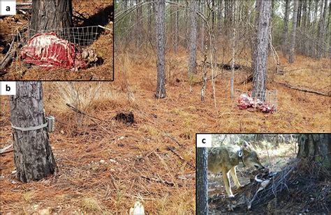 An Example Of How Deer Carcasses Were Deployed And Monitored In South