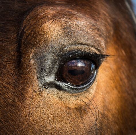 Horse Eye Anatomy