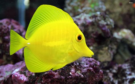 Yellow Tang Large Exotic Sealife
