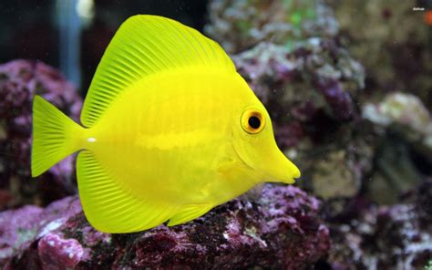 Yellow Tang large – Exotic Sealife