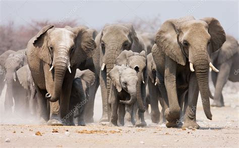 Elephant herd Stock Photo by ©JohanSwanepoel 3973214