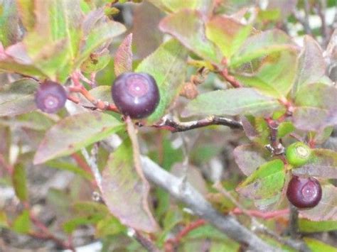 Edible Wild Berry Identification