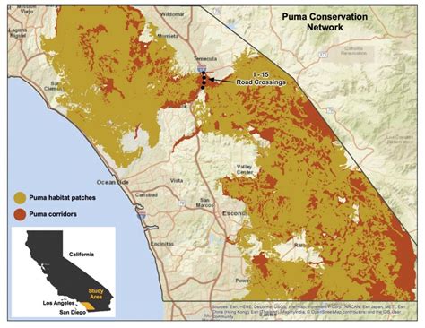 Where Do Mountain Lions Hunt In Los Angeles The Verge Mountain