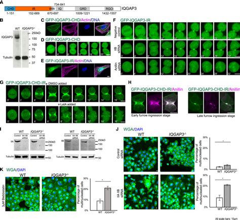 Unraveling The Mechanisms And Evolution Of A Two Domain Module In Iqgap