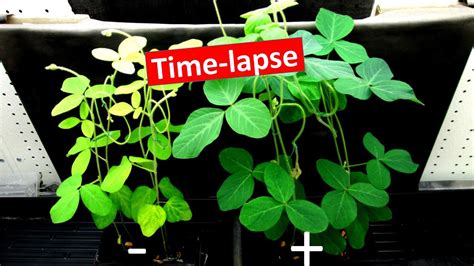 Nitrogen Fixation Time Lapse Of Soybeans Growing With And Without