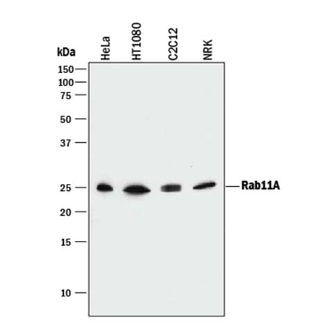 Rab11A Mouse anti Human Mouse Rat Clone 918009 R D Systems 100μg