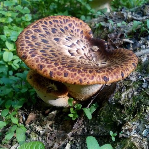 Сегодняшняя находка! Чудо- гриб на берегу Москва-реки :-) #природа # ...