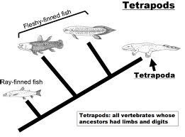 Ap Bio Evolution Test Qs Flashcards Quizlet