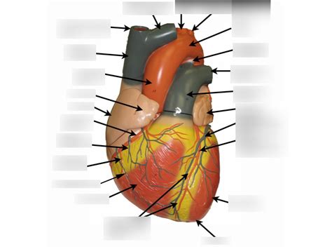 A P 2 Lab Heart Anterior 1 Diagram Quizlet