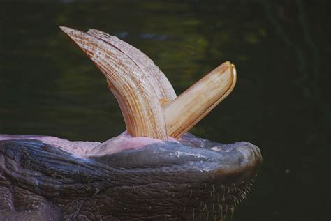 File:Hippo Teeth - Adelaide Zoo.JPG - Wikimedia Commons