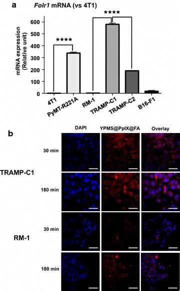 Preferential Uptake Of Ypms Ppix Fa In Tramp C Cells A Analysis Of