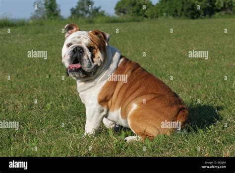 English Bulldog Stock Photo Alamy