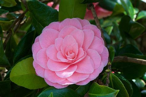 Pink Formal Double Camellia Flower Camellia Flower Flowers Camellia