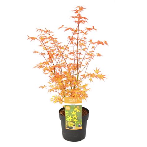 Acer Palmatum Katsura Erable Japonais Pot 19cm Hauteur 60 70cm