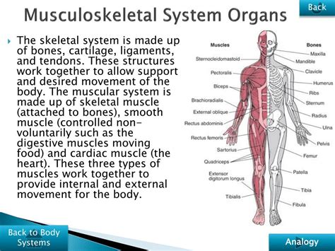 Structure And Function Of The Musculoskeletal System