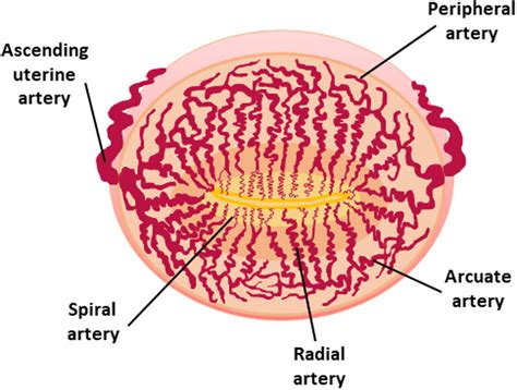 Transverse Section Through The Non Pregnant Human Uterus Showing The