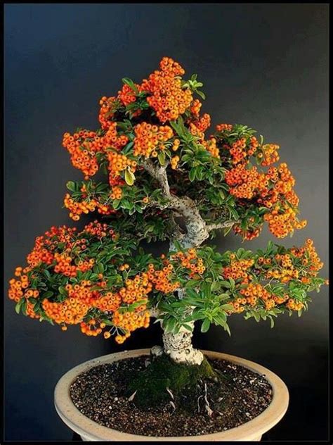 17 Best Images About Orange Jasmine Bonsai By Bonsai Boy On Pinterest