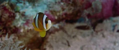 Clarks Anemonefish Amphiprion Clarkii Pe Stock Video Pond