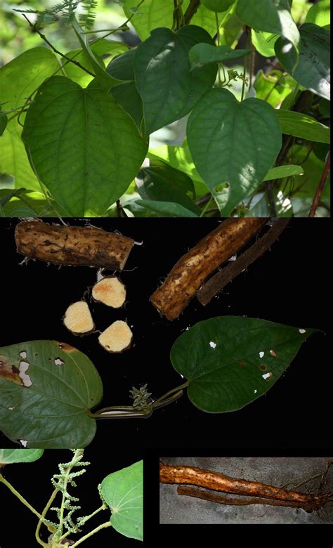 Dioscorea Decipiens Eflora Of India