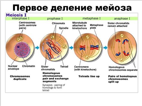 Мейоз ДО - презентация онлайн