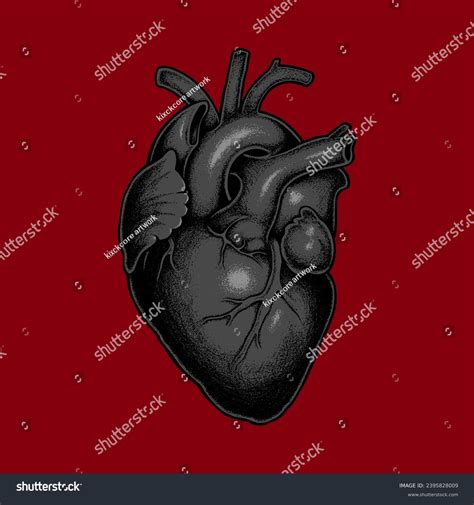 Human Heart Anatomically Correct Hand Drawn Stock Vector Royalty Free