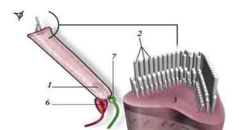 Outer Hair Cells Diagram | Quizlet