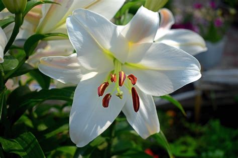 Лилия Сильвер - фото и картинки: 66 штук