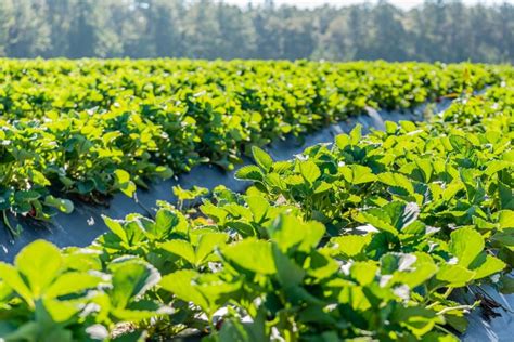 10 Best Fruit Picking Farms In Florida Days Out On The Farm