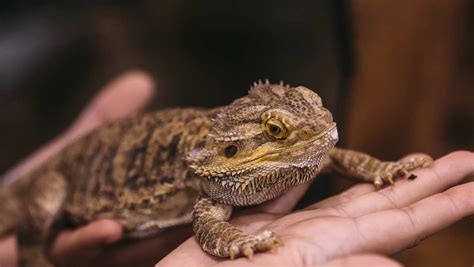 The Complete Bearded Dragon Care Sheet Tips Guidelines More