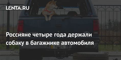 Россияне четыре года держали собаку в багажнике автомобиля: Общество ...