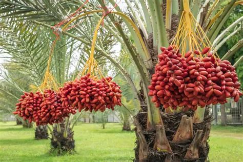 How to Grow and Care For Acai Palm Tree - Plantglossary