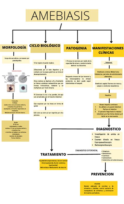 Amebiasis Morfolog A Amebiasis Ciclo Biol Gico Manifestaciones