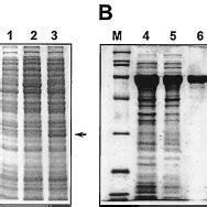 Expression And Puri Fi Cation Of Glxr In E Coli A The Glxr Protein