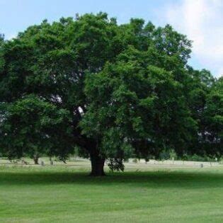 Quercus Rubra Red Oak Long Island Natives