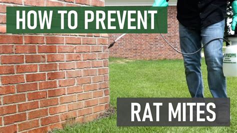 Rodent Mites Treatment