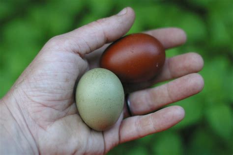 Assorted Olive Egger Hatching Eggs: Half Dozen