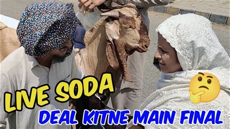 Live Soda Kitne Ka Makhi China Bakre Desi Bakre Rajanpuri Bakre