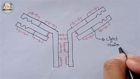 How To Draw Antibody Diagram Structure Of Antibody Immunoglobulin