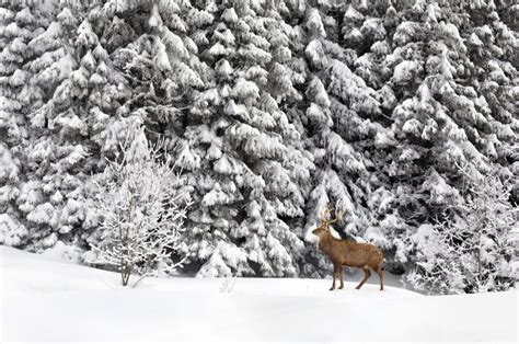 Winter Landscape In Fir Snowy Forest With Sika Deer Walking In The Snow