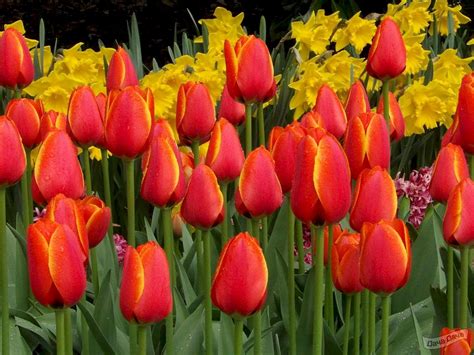 Тюльпан Ворлд Фаворит (дарвиновы гибриды) (Tulip World Favorite ...