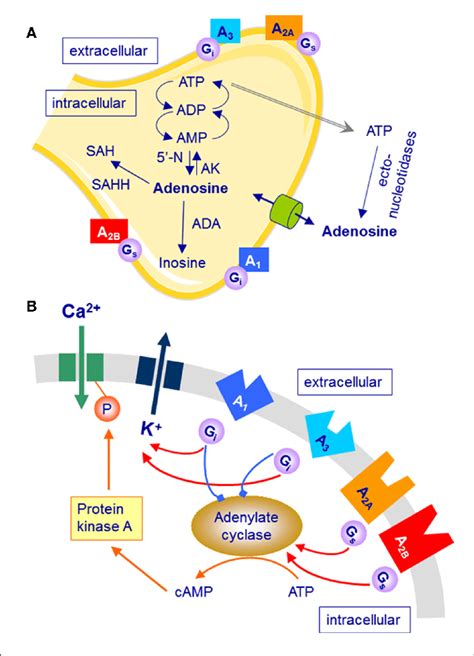 | Simplified schematic representation of adenosine formation,... | Download Scientific Diagram