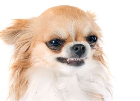 10 Feisty Facts About Chihuahuas Mental Floss